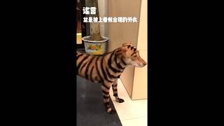 [Tik tok China Douyin] 搞笑动物 Chinese Caption Douying Tiktok China Funny Hilarious