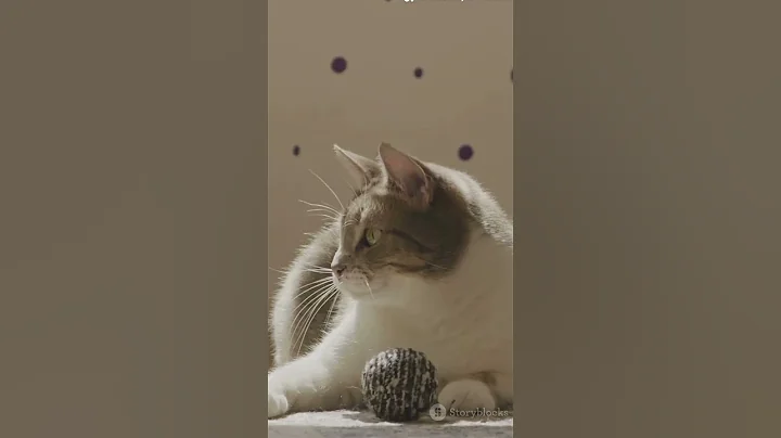 Video 10701811: meet american curl, cutest cats, cutecat