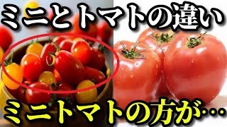 ミニトマトとトマトの違い！美容・健康健康とは？栄養価とカロリーの違いって？リコピンはミニトマトの方が…