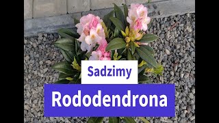 Sadzimy Rododendrona