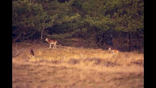 Kleines Veluwe Movie