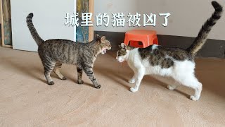 收养了一只城里的猫被我家原住民凶了一顿