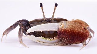 How To Catch Fiddler Crabs (GREAT Bait For Sheepshead, Black Drum & Redfish)