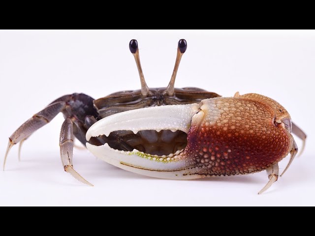 How To Catch Fiddler Crabs (GREAT Bait For Sheepshead, Black Drum &  Redfish) 