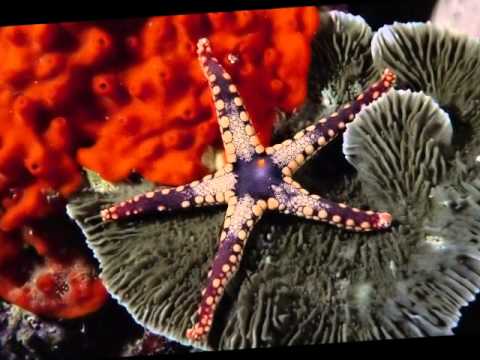 Videó: Az óceánok lenyűgöző víz alatti világa
