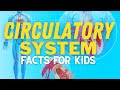 Circulatory System Quiz
