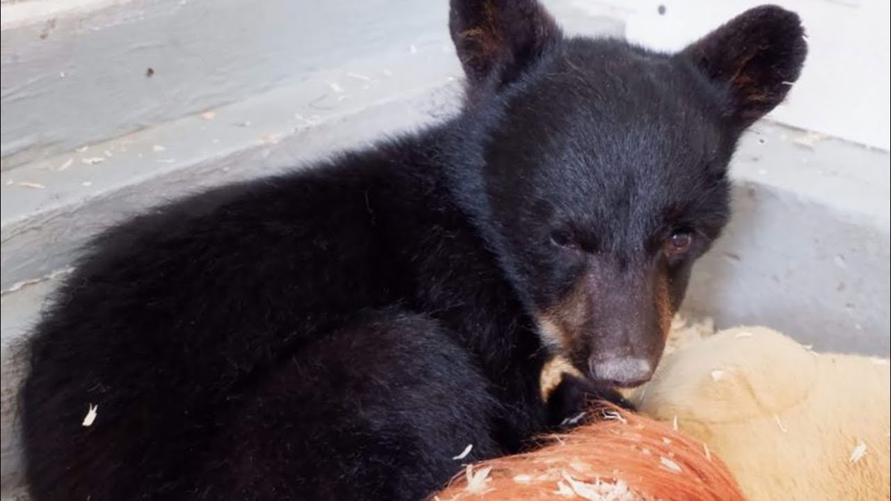 Injured Black Bear Cub Recovering At Cochrane Rescue Agency Calgary Herald