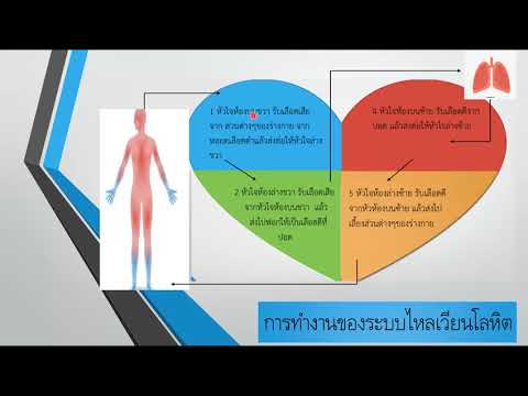 25/05/63สุขศึกษา ป.6 เรื่อง ระบบไหลเวียนโลหิต