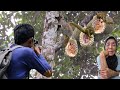 NENEK SAYA SEDIH BUAH DURIAN NYA BANYAK DI BOLONGIN SAMA TUPAI