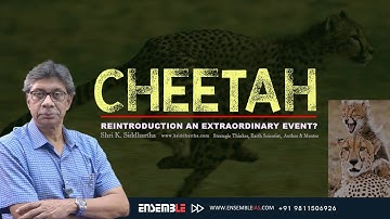 CHEETAH REINTRODUCTION   AN EXTRAORDINARY EVENT?