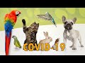 ¿CORONAVIRUS EN MASCOTAS? 🐥🐶🐱 Covid-19 en animales domésticos