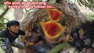 baru datang di lokasi langsung disambut anak burung ini