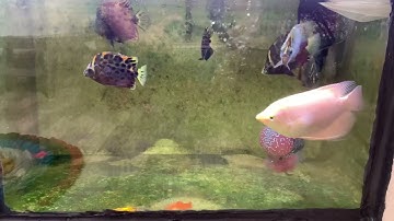 Cá la hán đầu siêu to nuôi chung với cá dìa nâu, cá phát tài
