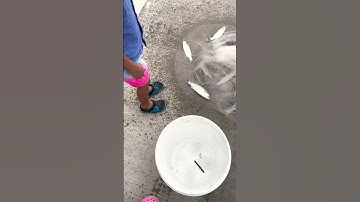 10 Mullet 1 cast Cocoa Beach off highway 528 bridge #DunkayDam #castnet #mullet #fishing #sunday