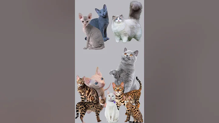 Watch the video about Want to Know How Much Your Dream Cat Will Cost? #cat #catlover #youtubeshorts #catvideos