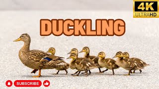 Duckling birds Collection in 4K TV HDR 60FPS ULTRA HD Beauty of universe by What have in universe 13 views 6 months ago 3 minutes, 28 seconds