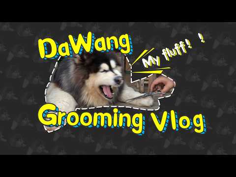 Dawang Grooming Vlog: Wangwang Doesn’t Want a Haircut!