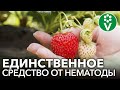 СПАСИТЕ ОГУРЦЫ И КЛУБНИКУ ОТ СТРАШНЕЙШЕГО ВРЕДИТЕЛЯ - НЕМАТОДЫ!