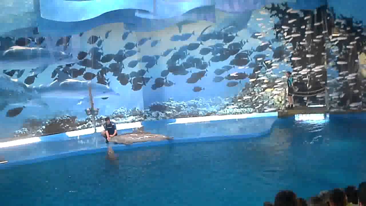 complete dolphins show zoo park Barcelona part 1 of 2 - YouTube