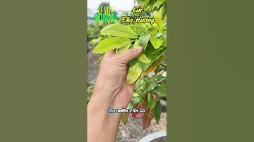 Dòng Cúc Thọ Hương ghép Mai Vàng & Mai Tứ Quý #leviet #maivang #maituquy #cucthohuong #bonsai