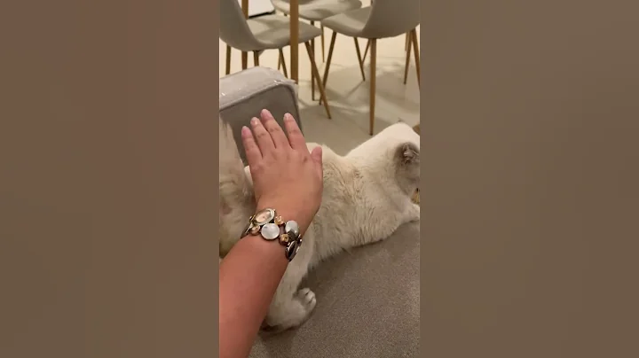 Watch the video about Cute cat enjoying human taps 🤩🥰#mingming #youtubeshorts #cats #britishshorthair #cutecats