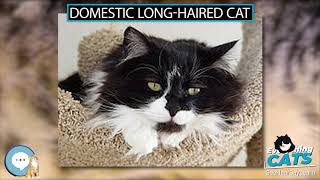 Domestic long haired cat  EVERYTHING CATS