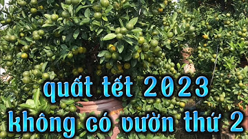 vườn quất tết 2023 hàng chum 80-100 L , quất cảnh tết 2023 hàng chum to khủng