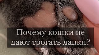 Почему кошки не дают трогать лапки?