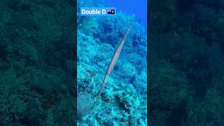 French Cay (TCA ??) - West Atlantic Trumpet fish trumpetfish pipefish fish reef scubadiving