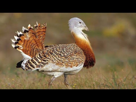 Türkiye'nin En Büyük Kuşu : Toy Kuşu