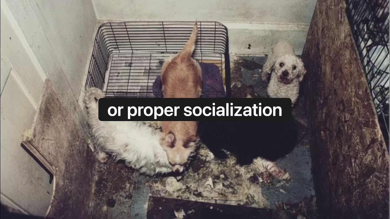 Puppy Mills Need Banned YouTube