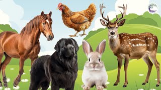 Love Life: Rabbit, Deer, Chicken, Horse, Dog - Animal Sound