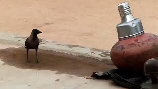 Crow Sound | कौवे की ध्वनि | Crow ke Awaz| Crow Fight| Crow Alarm| صوت الغرابBird and Animal Sounds