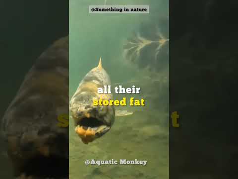 The Zombie Salmon