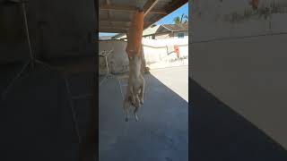 Dela, Lara, American Staffordshire Terrier