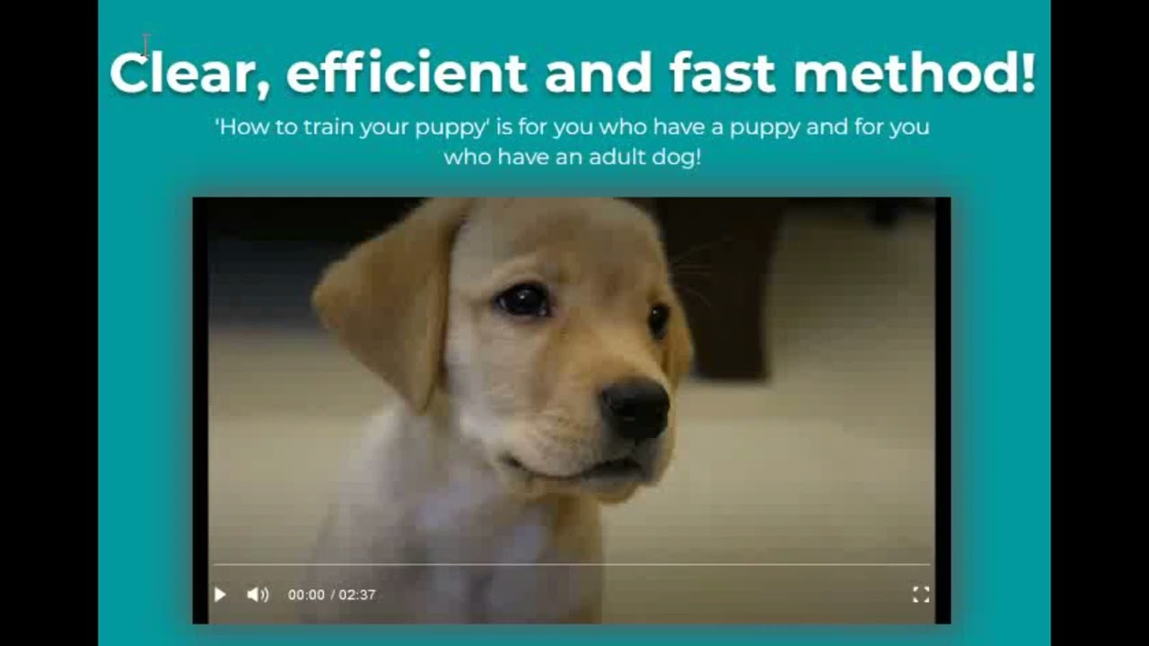 How To Train Your Puppy Puppy Any Dog Training Program Dog how-to-train-your-puppy-puppy-any-dog-training-program-dog