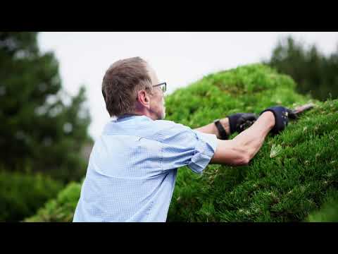 Video: Kiefernschnitt (17 Fotos): Wie Man Scots Pine Nivaki Mit Eigenen Händen Macht? Beschneidungsschemata. Wie Beschneidet Man Bäume, Um Sie üppig Zu Machen?