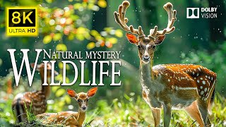 8K WILDLIFE NATURAL MYSTERY 🌿 Discover the gentleness and peace of wild nature | Cinematic Sound