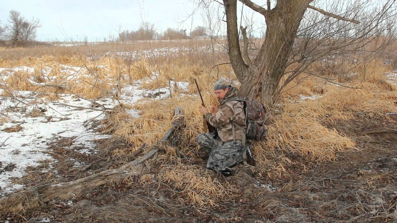 coyote hunting coyote hunting