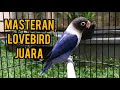 Kicauan Burung Lovebird Mp3