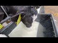 Incredible Snake Extreme Modern Farm #WithMe​ Cow Farming Automatic Milking Milk Feeding Combine