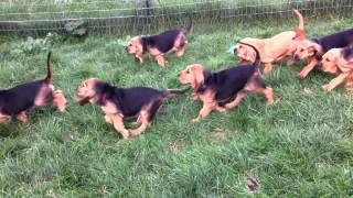 Bloodhound Puppies Chase 7 Weeks Old