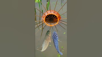 ✅Survival Skills: Simple but Effective Fish Trap with Papaya 🐠 | #bushcraft #Camping #Outdoors