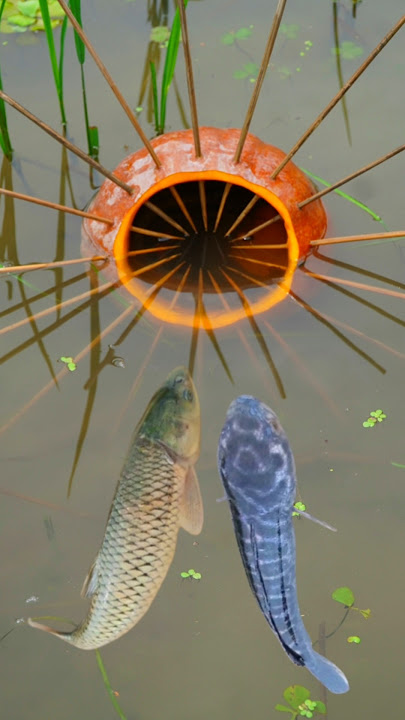 ✅Survival Skills: Simple but Effective Fish Trap with Papaya 🐠 | #bushcraft #Camping #Outdoors