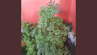 Wangi Cinta Bersamamu