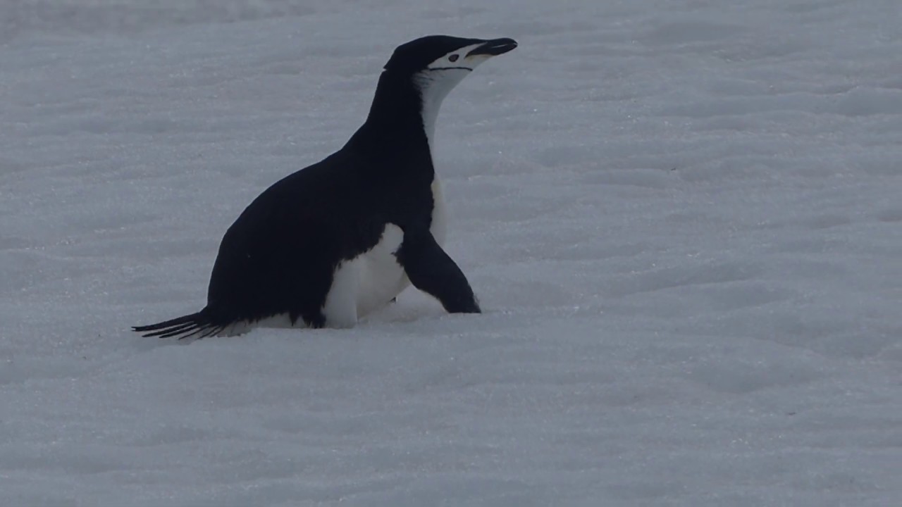 Chinstrap penguin tobogganing on its belly. YouTube