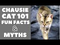 Chausie Cats 101 : Fun Facts & Myths の動画、YouTube動画。