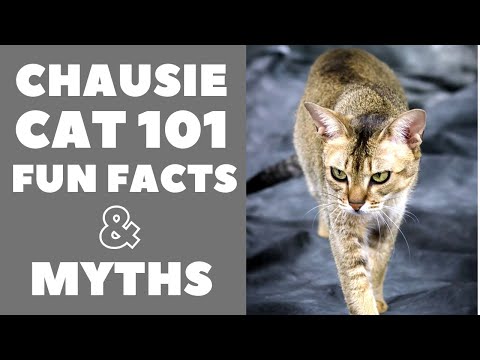 فيديو: هل القطط chausie حيوانات أليفة جيدة؟