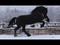 Friesian stallion in the snow