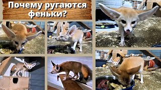 Почему ругаются феньки - маленькие лисички из Сахары? Fennec foxes: Why is everyone hiding?